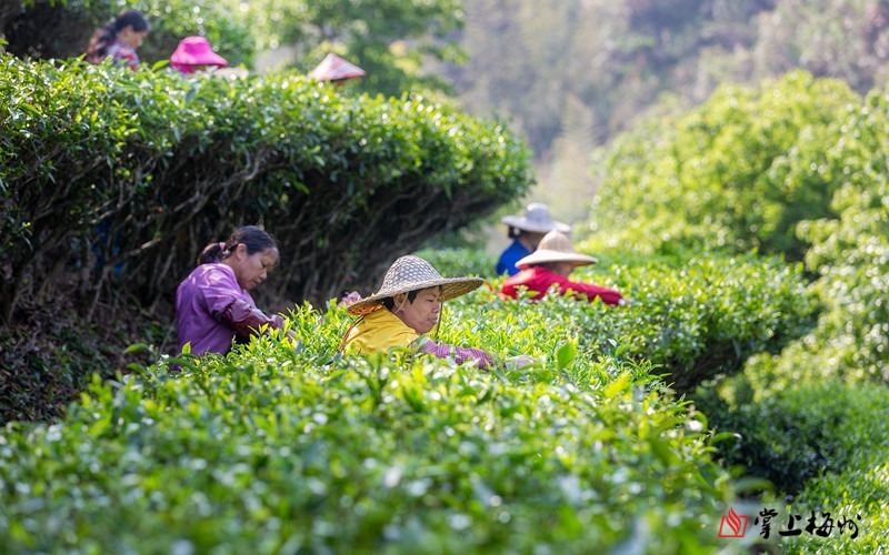 福建富硒乌龙茶