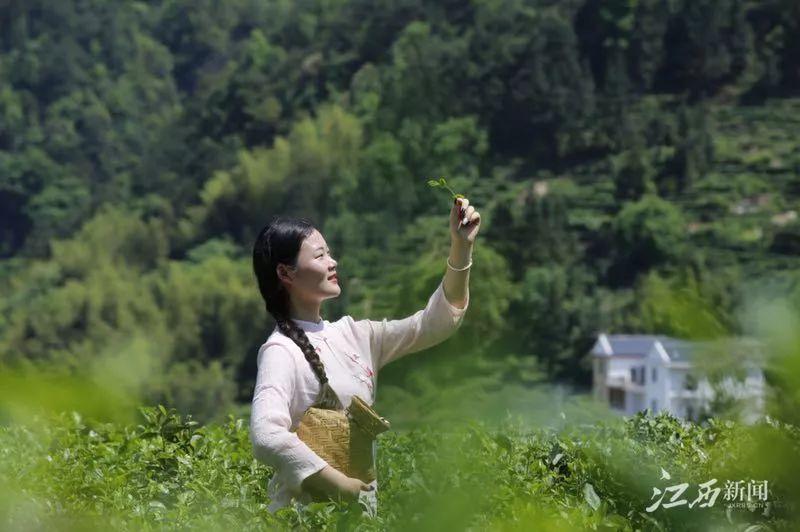 富硒茶含多少硒