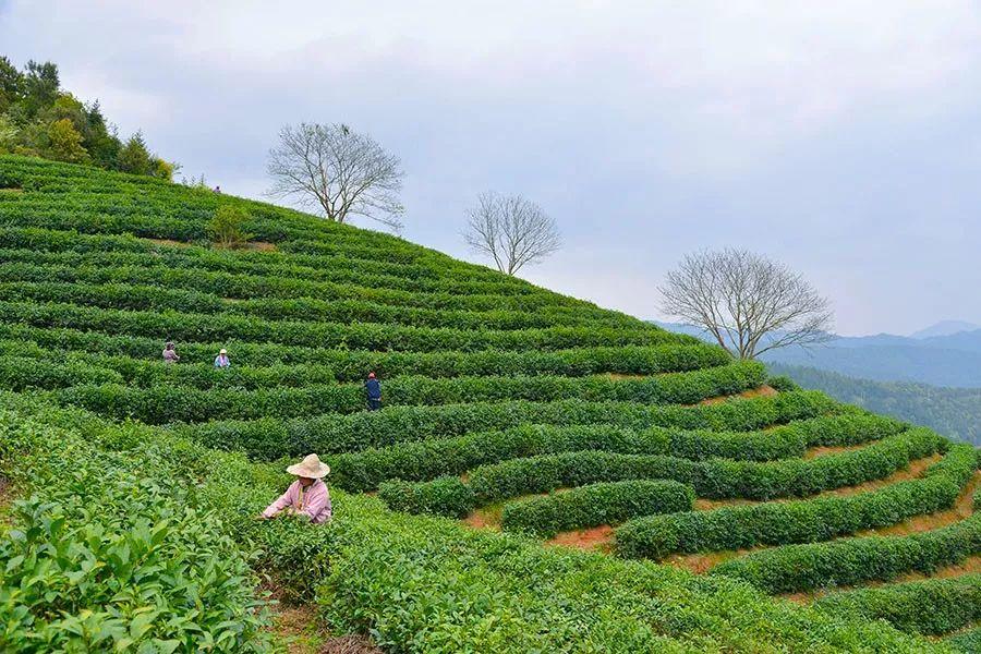 富硒茶含多少硒