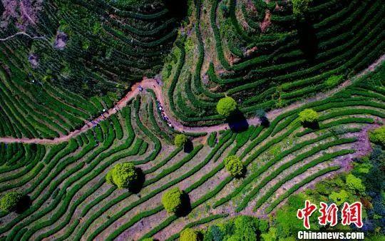 富硒茶含多少硒