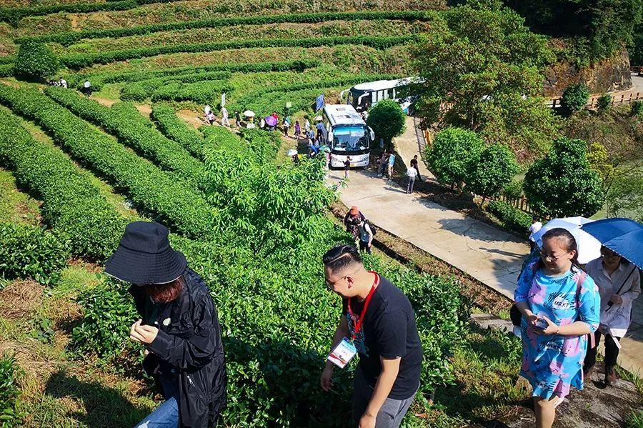 富硒茶含多少硒