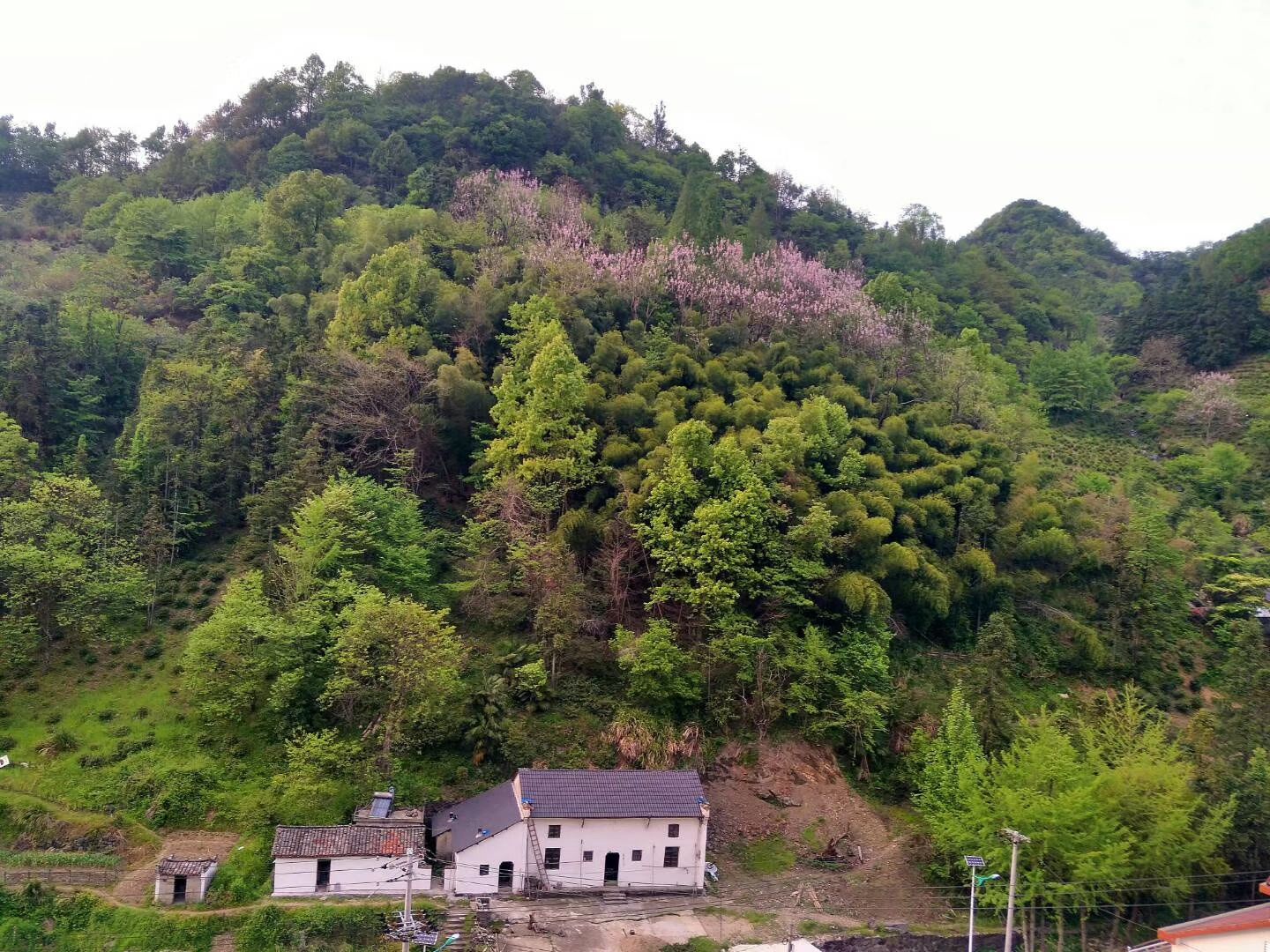 霄坑五队富硒茶