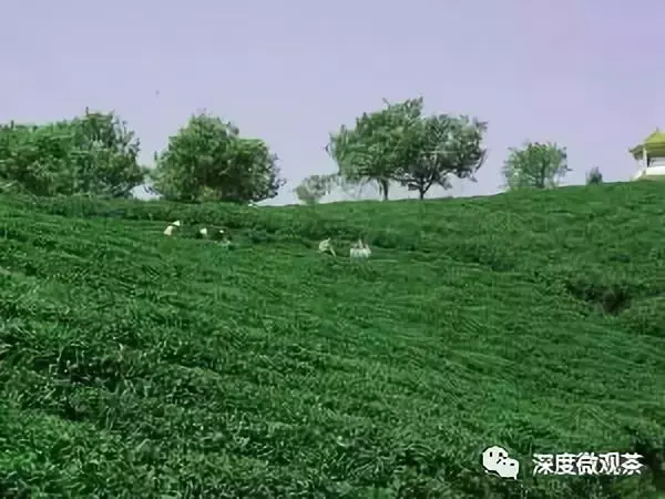 富硒茶含硒标准