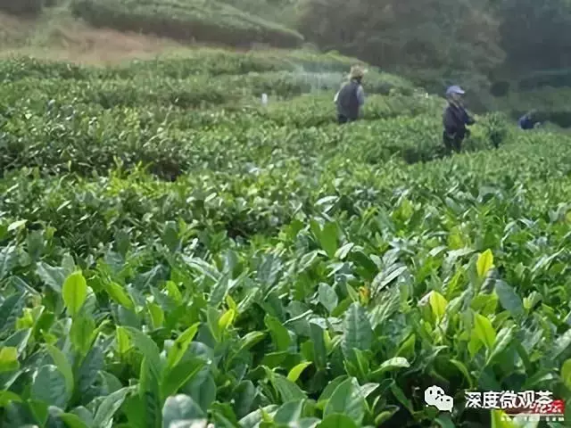 富硒茶含硒标准