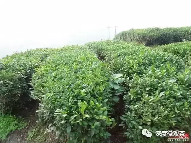 富硒茶含硒标准