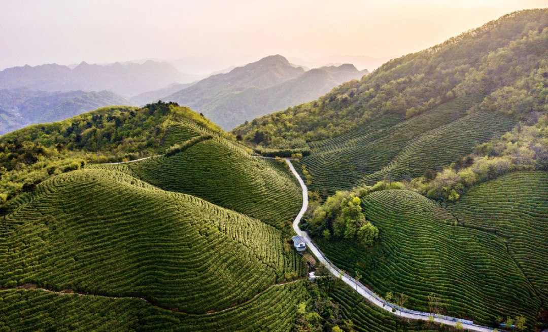 万源富硒毛尖茶