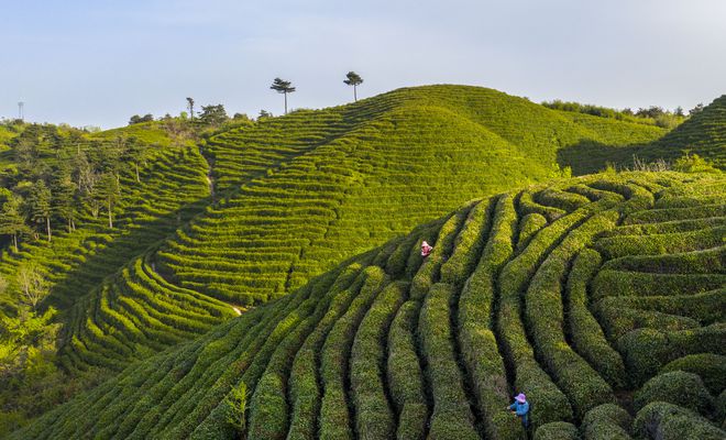 万源富硒毛尖茶