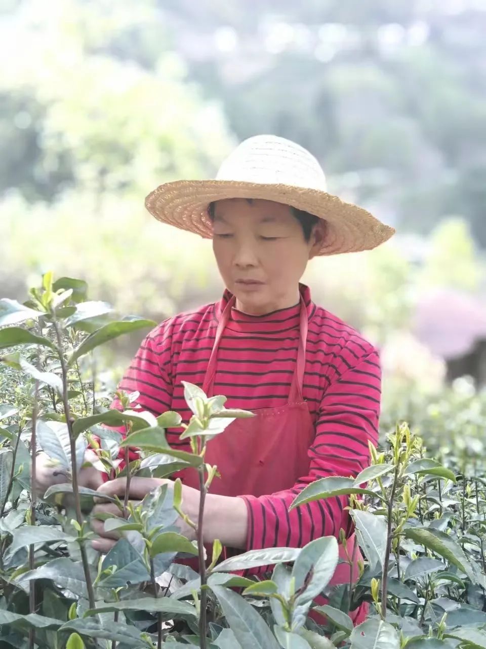 富硒茶是否含硒