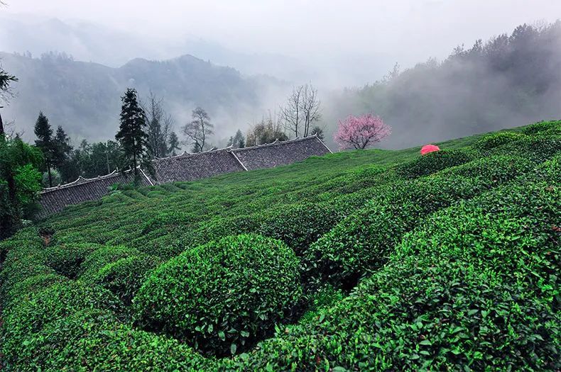 硒润茶业富硒茶