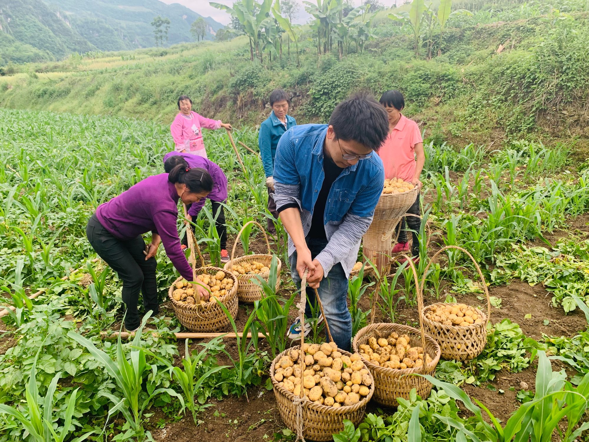 硒谷富硒茶春花