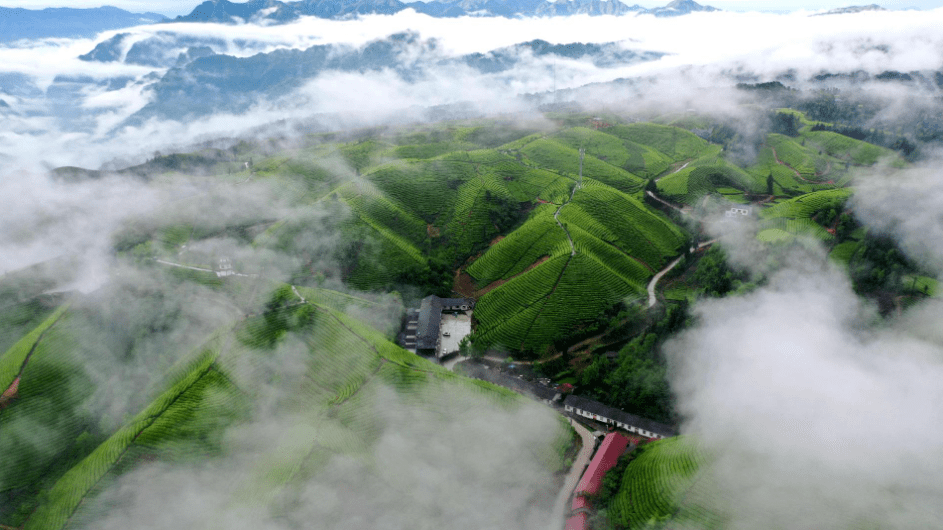 恩施富小硒富茶