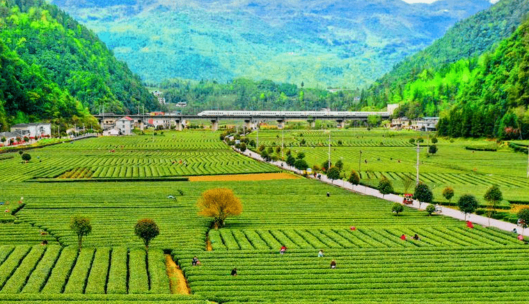 恩施富小硒富茶