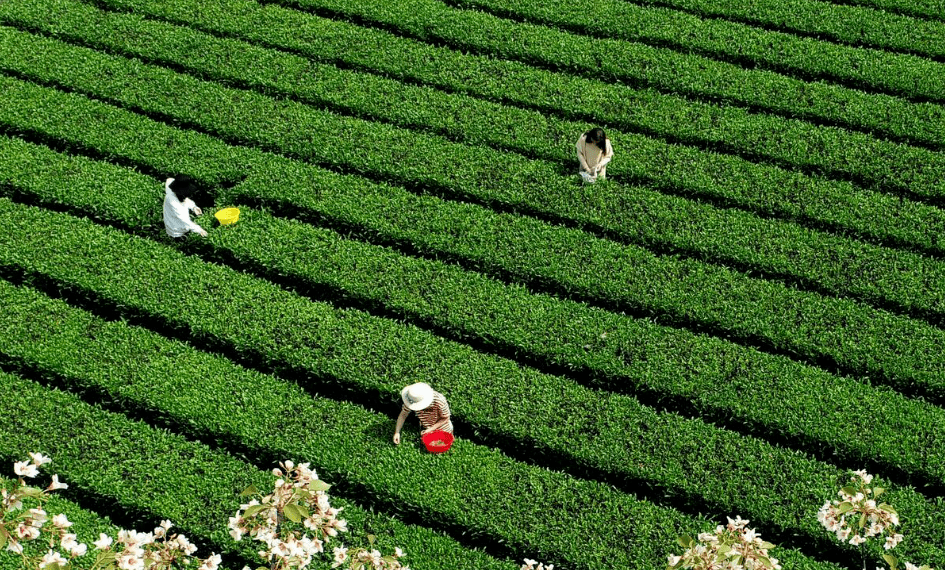 恩施富小硒富茶