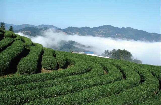 恩施富小硒富茶