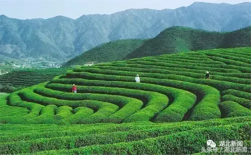 恩施富小硒富茶