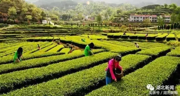 恩施富小硒富茶