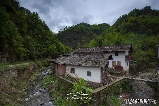 秋茶紫阳富硒茶