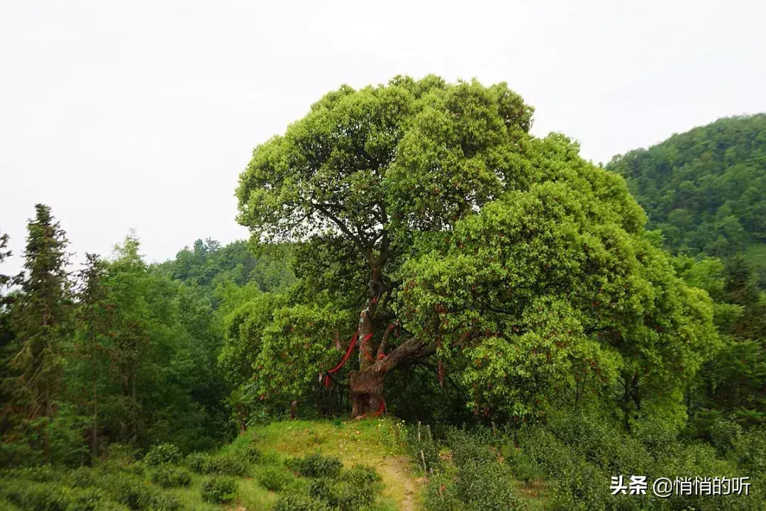 秋茶紫阳富硒茶