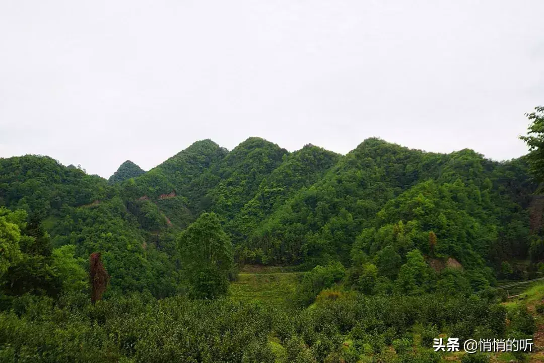 秋茶紫阳富硒茶