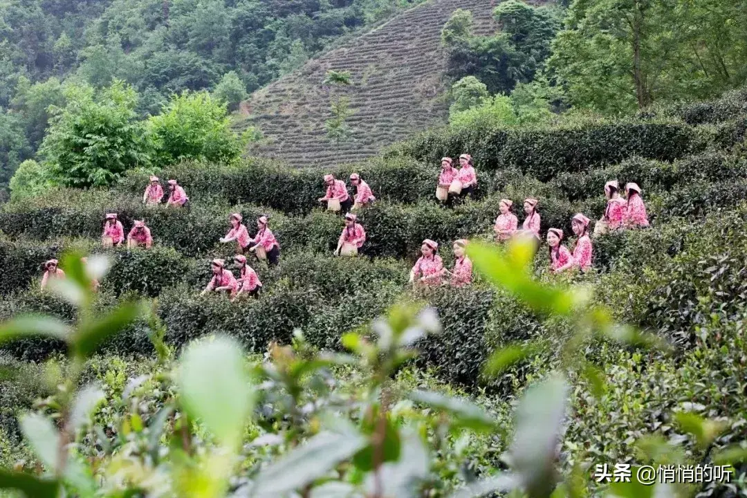 秋茶紫阳富硒茶