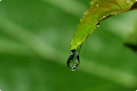 藤茶恩施富硒茶