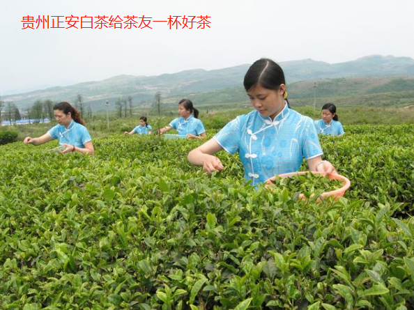 贵州十大名茶