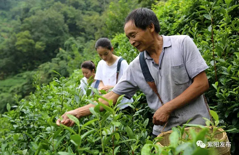 秋茶紫阳富硒茶