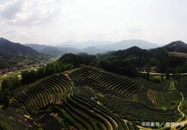 高州富锌富硒茶