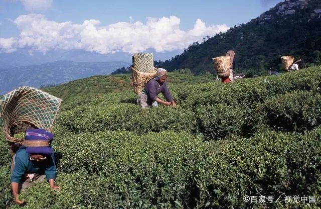 高州富锌富硒茶