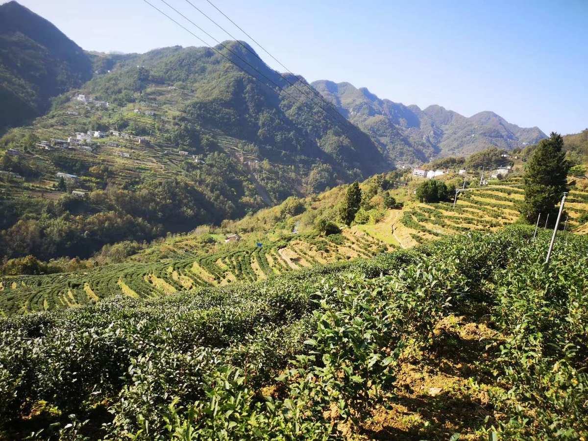 紫阳富硒茶橘茶