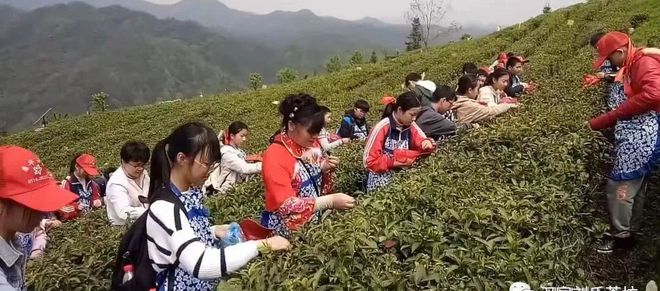 那些茶是富硒茶