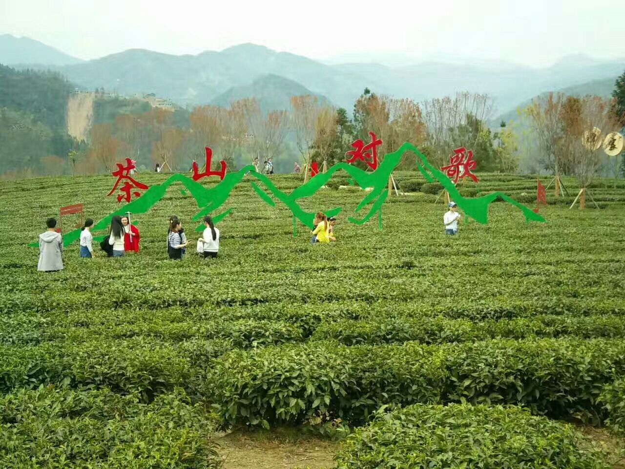 富硒茶哪里产地