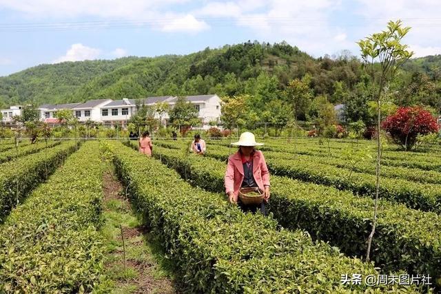 安康富硒茶优势