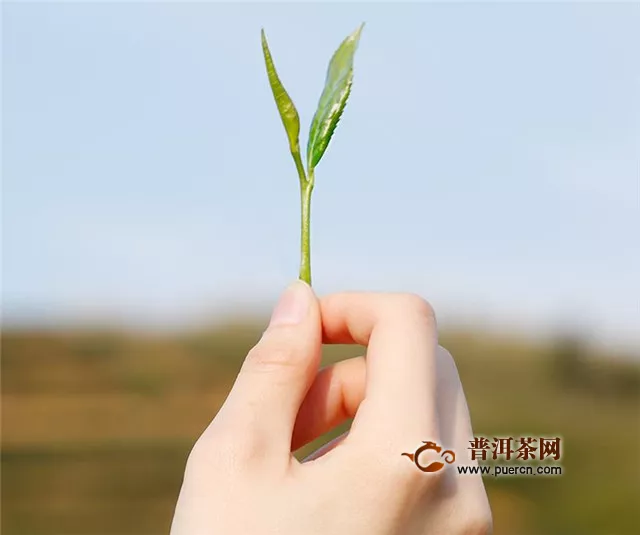 恩施玉露沏茶步骤