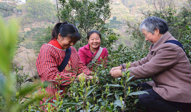 茗茶紫阳富硒茶