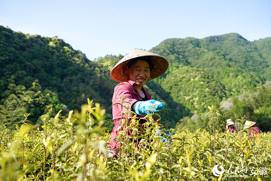 石台野生富硒茶