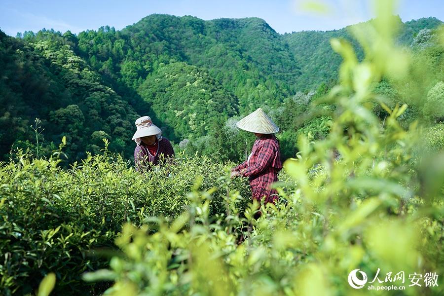 石台野生富硒茶