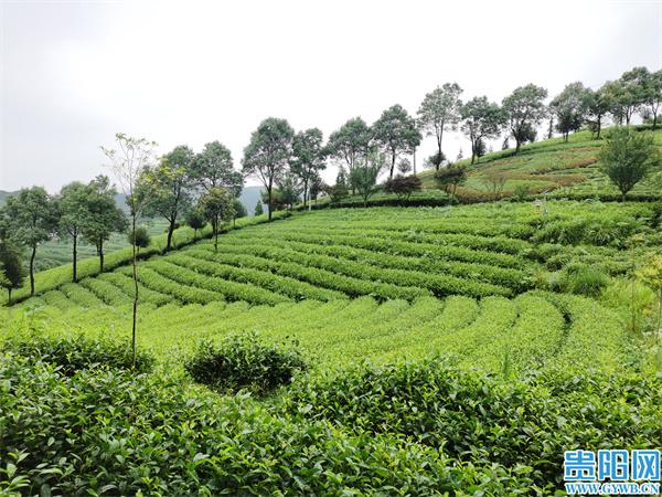 日照有机富硒茶