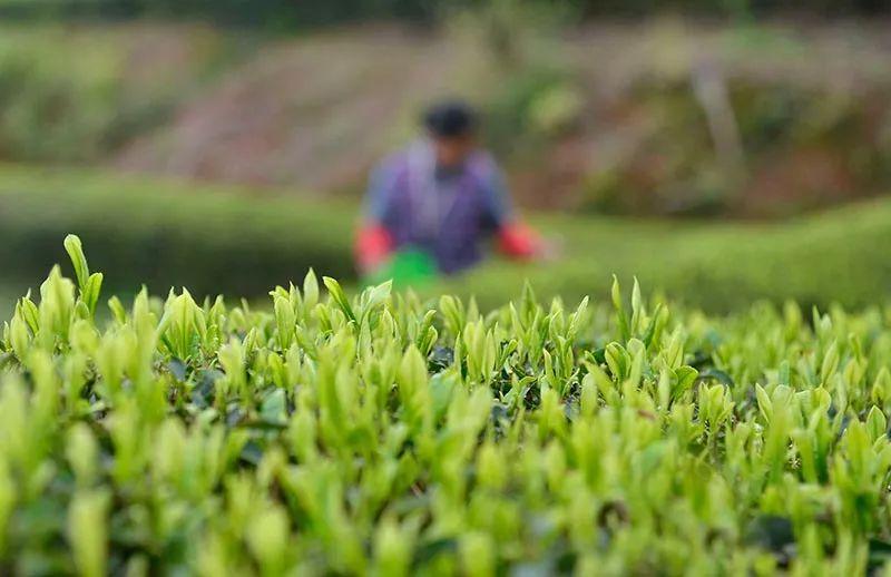 日照有机富硒茶