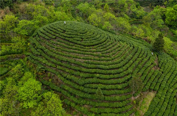 石台富硒茶企业