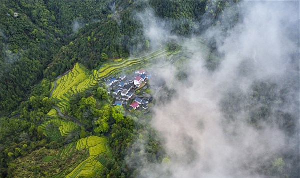 石台富硒茶企业