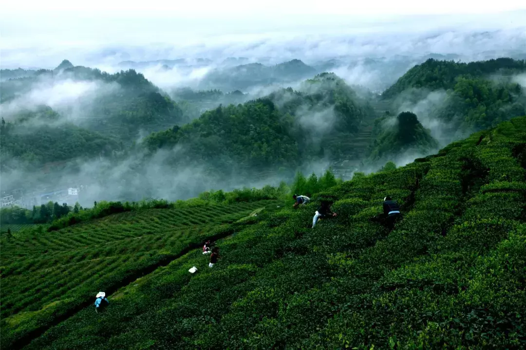 日照富硒茶价格