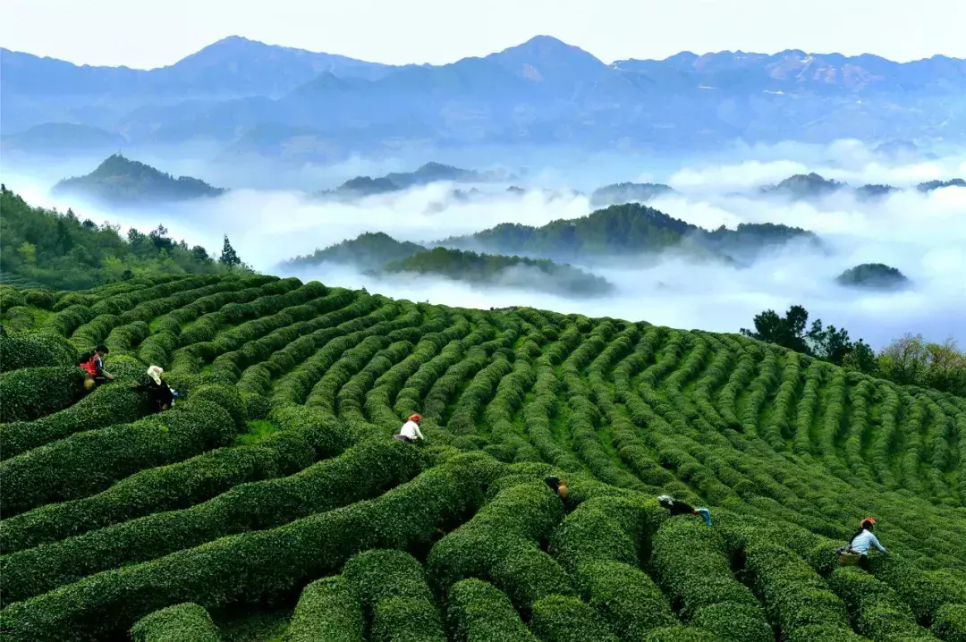 日照富硒茶价格