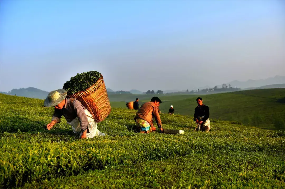 日照富硒茶价格