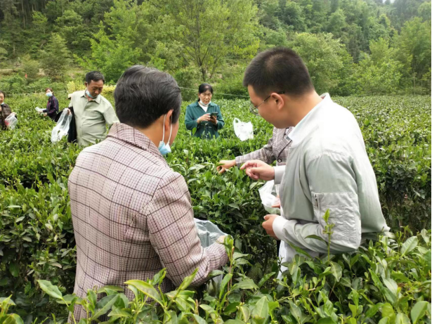 品牌紫阳富硒茶