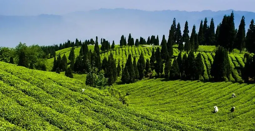 日照有机富硒茶