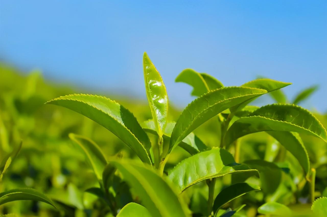 日照有机富硒茶