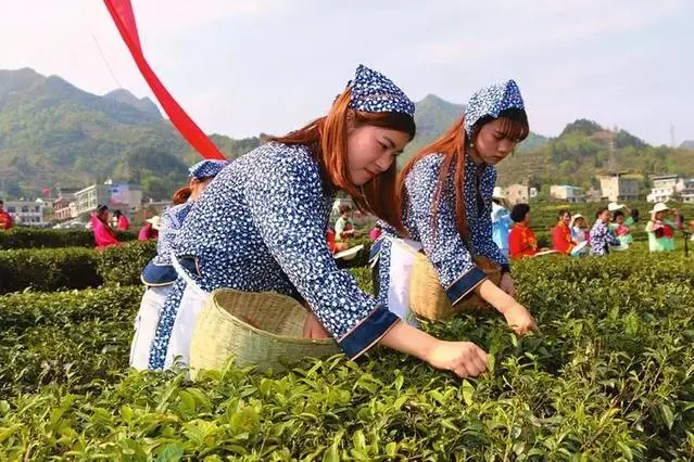 巴山富硒茶价格