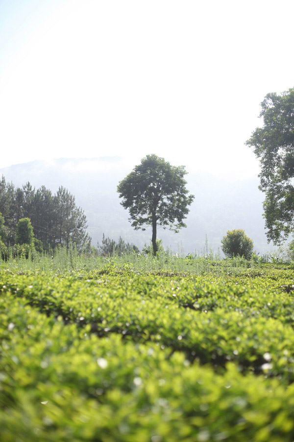 高山绿茶富硒茶