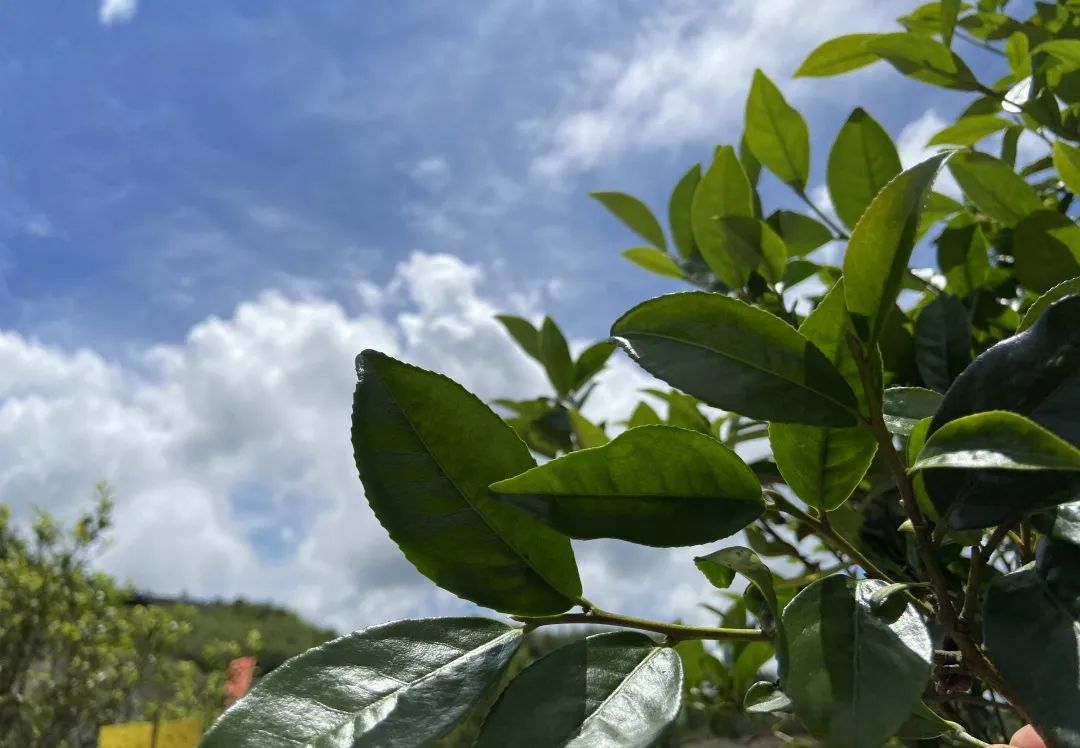 富硒茶品牌建设